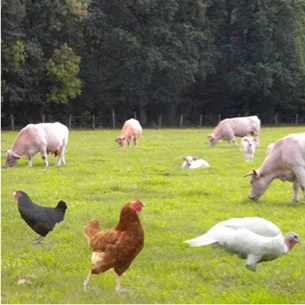 Des vaches, un veau, des poulets et une dinde paissent dans un champ verdoyant à Ambillou près de Tours en Indre-et-Loire 37