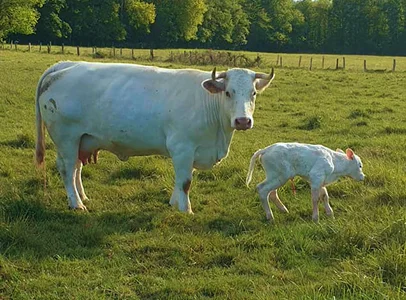 Vache blanche avec des cornes et son veau nouveau-né dans un pâturage ensoleillé à Ambillou près de Tours en Indre-et-Loire 37