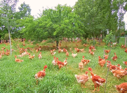 De nombreuses poulets roux et blancs paissent dans un champ vert sous les arbres à Ambillou près de Tours en Indre-et-Loire 37