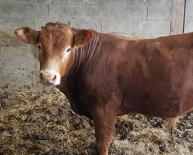 Veau brun clair avec du foin et du fumier devant un mur en parpaings à Ambillou près de Tours en Indre-et-Loire 37