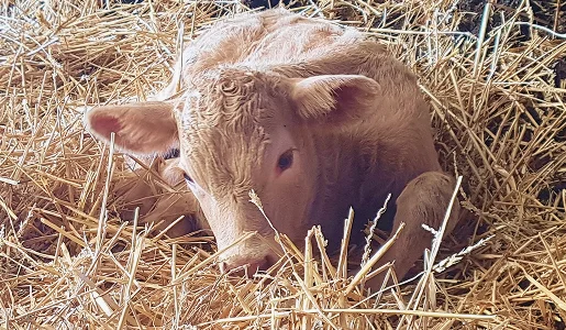 Veau nouveau-né couleur paille, allongé dans la paille dorée, les yeux mi-clos à Ambillou près de Tours en Indre-et-Loire 37