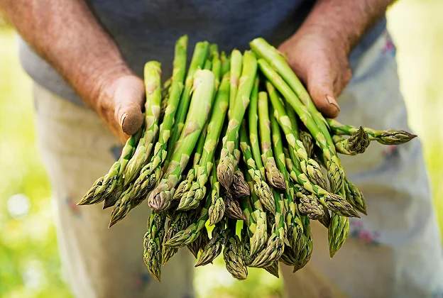Mains tenant une grande botte d'asperges vertes fraîches.