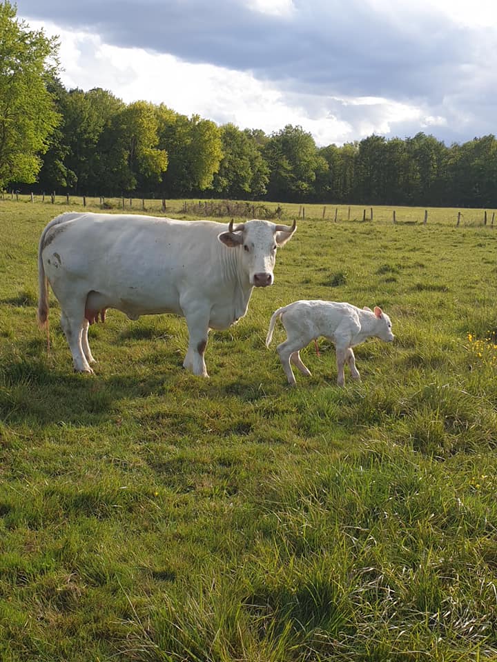 Nouvelle naissance en extérieur