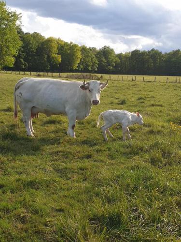 Nouvelle naissance en extérieur