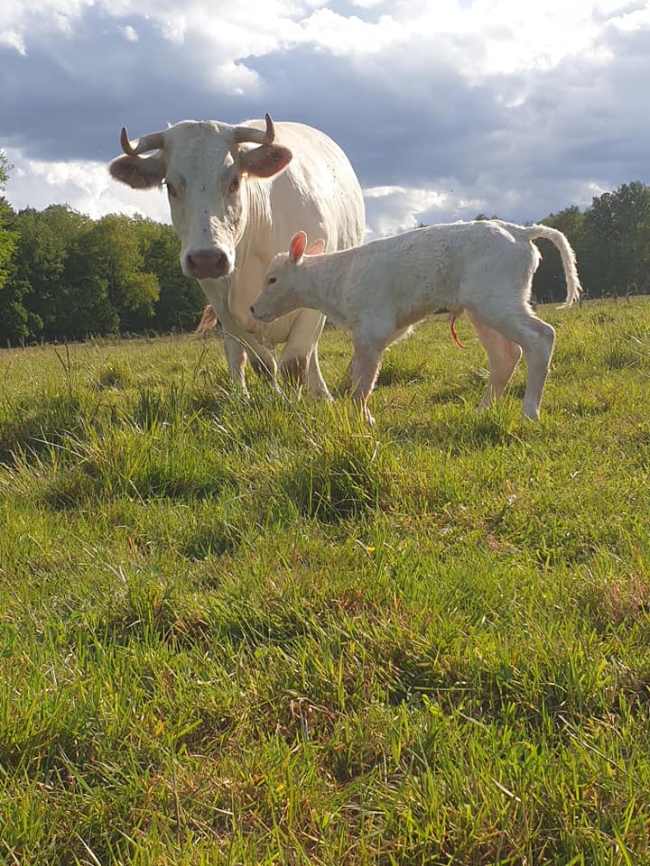 Nouvelle naissance en ext&eacute;rieur