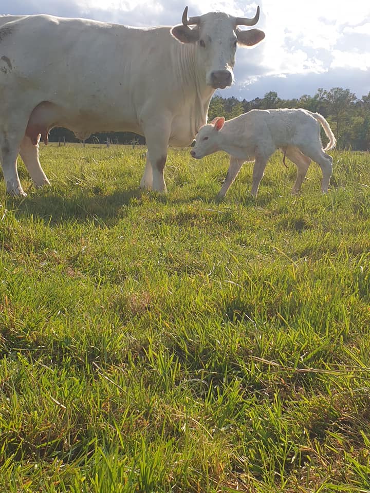 Nouvelle naissance en ext&eacute;rieur
