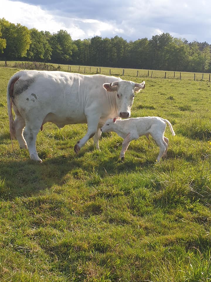 Nouvelle naissance en ext&eacute;rieur