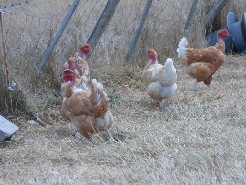 Poulet